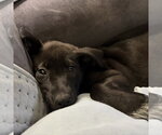 Small Photo #2 Shepradors Puppy For Sale in Minneapolis, MN, USA