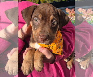 Mutt Dogs for adoption in Clarkston, MI, USA