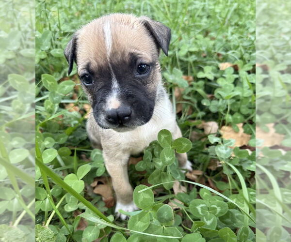 Medium Photo #3 Mutt Puppy For Sale in OKLAHOMA CITY, OK, USA