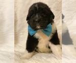 Small Photo #2 Newfypoo Puppy For Sale in DALE, IN, USA