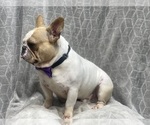 Small Photo #4 French Bulldog Puppy For Sale in LAKELAND, FL, USA