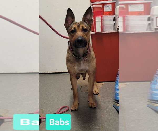 Medium Photo #2 Affenpinscher-Unknown Mix Puppy For Sale in Richmond, IN, USA