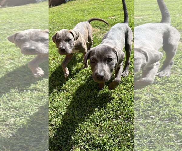 Medium Photo #4 Mutt Puppy For Sale in Greenville, SC, USA