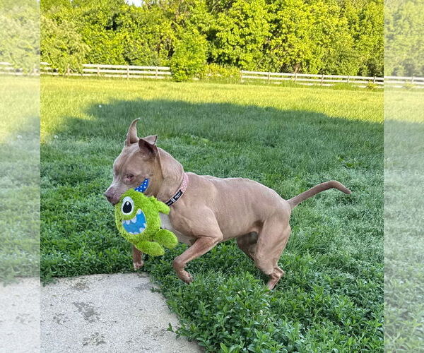 Medium Photo #6 American Pit Bull Terrier-Unknown Mix Puppy For Sale in Germantown, OH, USA