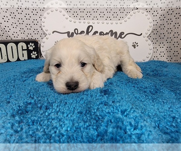 Medium Photo #2 Goldendoodle mix (+ Poodle Toy) Puppy For Sale in BLACK FOREST, CO, USA
