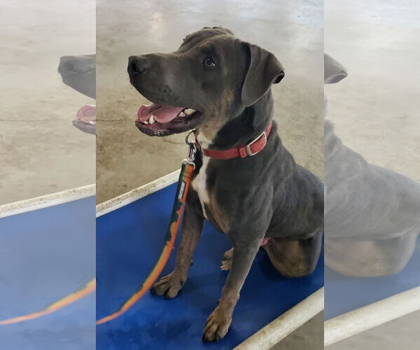 Medium Photo #9 Blue Lacy-Labrador Retriever Mix Puppy For Sale in HOUSTON, TX, USA