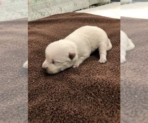 West Highland White Terrier Puppy for sale in CLIMAX, GA, USA