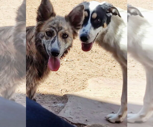 Medium Photo #2 Australian Shepherd-Unknown Mix Puppy For Sale in Pena Blanca, NM, USA