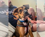 Small #2 American Staffordshire Terrier Mix