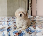 Small Photo #5 Maltipoo Puppy For Sale in TEMECULA, CA, USA