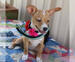 Small #1 Basenji
