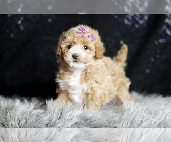 Medium Photo #1 Maltipoo Puppy For Sale in WARSAW, IN, USA