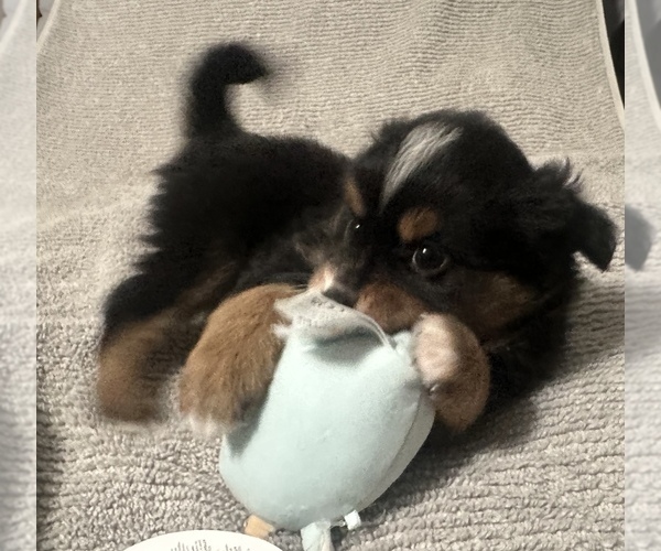 Medium Photo #8 Miniature Australian Shepherd Puppy For Sale in QUINCY, CA, USA