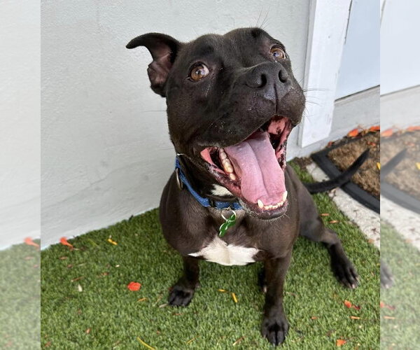 Medium Photo #28 Mutt Puppy For Sale in Pompano Beach , FL, USA