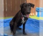 Small #1 Labrador Retriever Mix