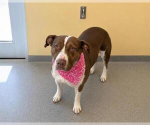 NESSIE - Female Labrador Retriever-Unknown Mix Dog for Adoption - Photo #2