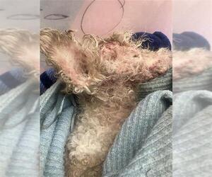 Poodle (Miniature) Dogs for adoption in San Antonio, TX, USA