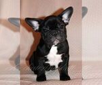 Small Photo #2 French Bulldog Puppy For Sale in Moscow, Moscow, Russia