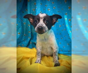 Mutt Dogs for adoption in Pleasanton, TX, USA