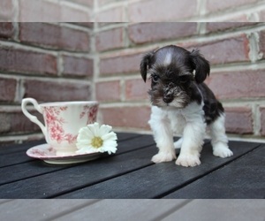 Schnauzer (Miniature) Puppy for sale in KINGSPORT, TN, USA