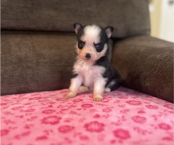 Medium Photo #1 Pomsky Puppy For Sale in DRACUT, MA, USA