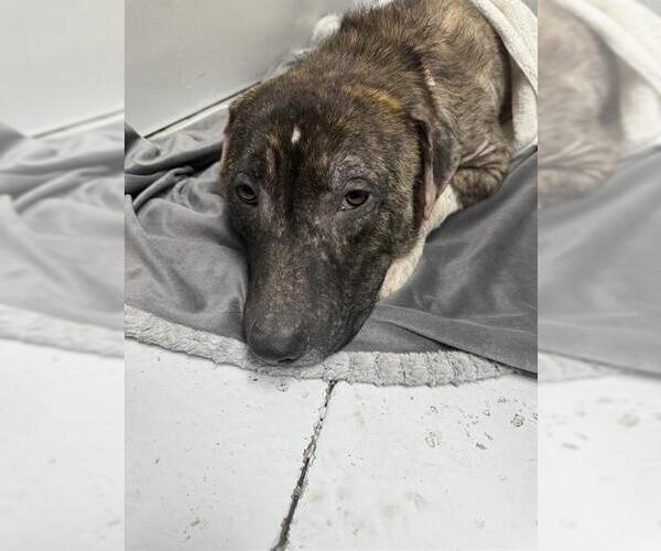 Medium Photo #1 Labrador Retriever-Plott Hound Mix Puppy For Sale in Conroe, TX, USA