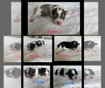 Small Photo #1 Yorkshire Terrier Puppy For Sale in BOSTON, VA, USA