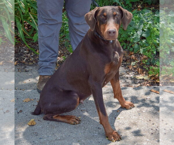 Medium Photo #4 Doberman Pinscher Puppy For Sale in Huntley, IL, USA