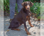 Small #3 Doberman Pinscher