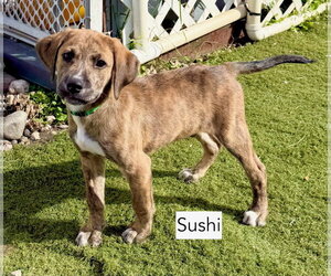 Sushi - Male Beagle-Unknown Mix Dog for Adoption - Photo #2