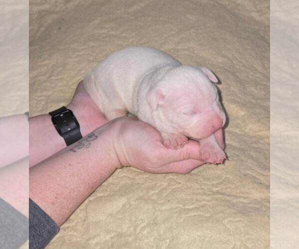 Medium Photo #3 American Pit Bull Terrier-Catahoula Leopard Dog Mix Puppy For Sale in Frankenmuth, MI, USA