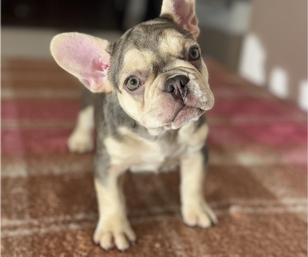 Medium Photo #1 French Bulldog Puppy For Sale in KISSIMMEE, FL, USA