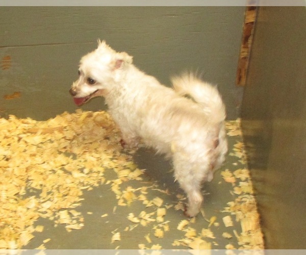 Medium Photo #5 Maltese Puppy For Sale in CARROLLTON, GA, USA
