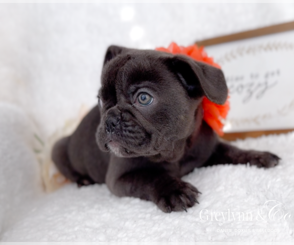 Medium Photo #1 French Bulldog Puppy For Sale in NEWARK, TX, USA