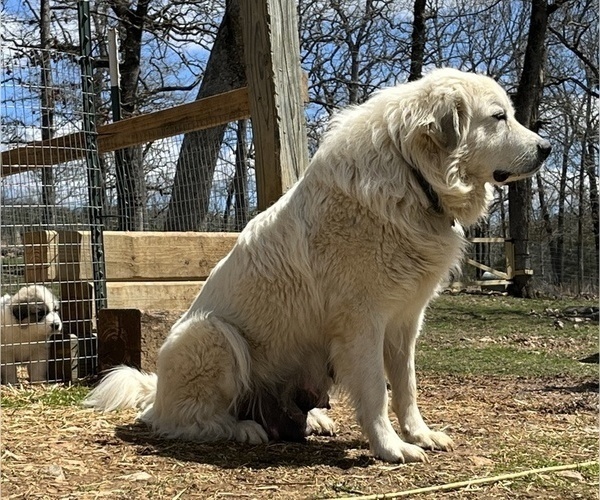 Medium Photo #10 Great Pyrenees Puppy For Sale in KIRBYVILLE, MO, USA
