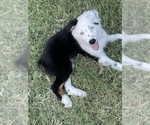 Small Photo #2 Australian Shepherd Puppy For Sale in WYLIE, TX, USA