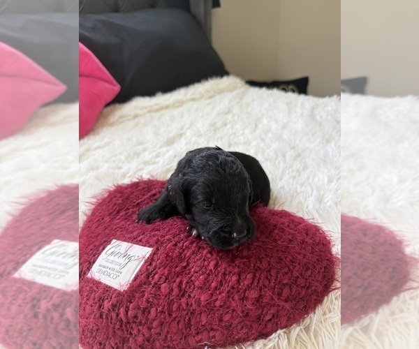 Medium Photo #124 Bernedoodle Puppy For Sale in BELMONT, NC, USA