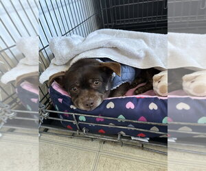 Rusty - Male Chug Dog for Adoption - Photo #4