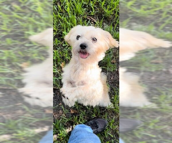 Medium Photo #9 Shih Tzu Puppy For Sale in Weston, FL, USA