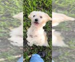 Small #8 Shih Tzu
