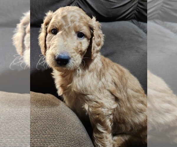 Medium Photo #8 Goldendoodle-Poodle (Standard) Mix Puppy For Sale in ROSCOE, IL, USA