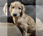 Small Photo #8 Goldendoodle-Poodle (Standard) Mix Puppy For Sale in ROSCOE, IL, USA