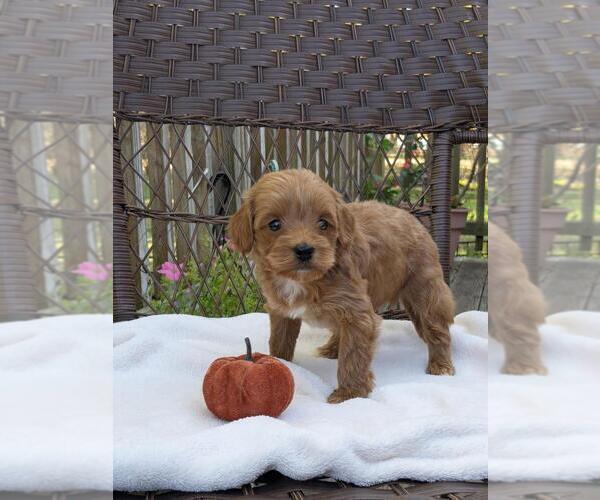 Medium Photo #26 Cock-A-Poo-Poodle (Miniature) Mix Puppy For Sale in SALEM, MO, USA