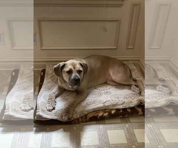 Medium Photo #1 Mutt Puppy For Sale in Virginia Beach, VA, USA