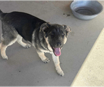 Puppy 4 German Shepherd Dog-Siberian Husky Mix