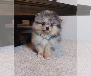 Pomeranian Puppy for sale in BEVERLY HILLS, CA, USA