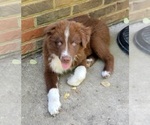 Puppy 1 Australian Shepherd