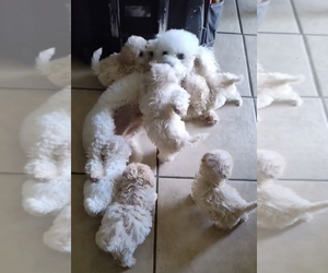 Poodle (Toy) Puppy for sale in NORTH HOLLYWOOD, CA, USA