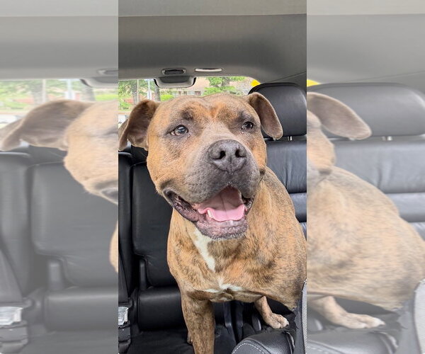 Medium Photo #1 Bullboxer Pit Puppy For Sale in Atlanta, GA, USA