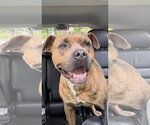 Small Bullboxer Pit